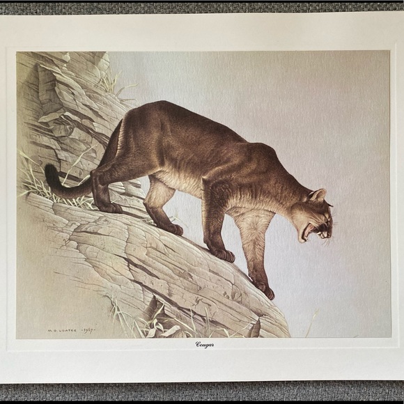 M.G. Loates prints, ca. 1967 - Picture 1 of 8